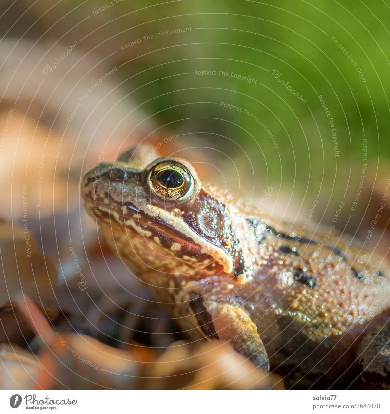herausragend  Froschaugen - ein lizenzfreies Stock Foto von Photocase